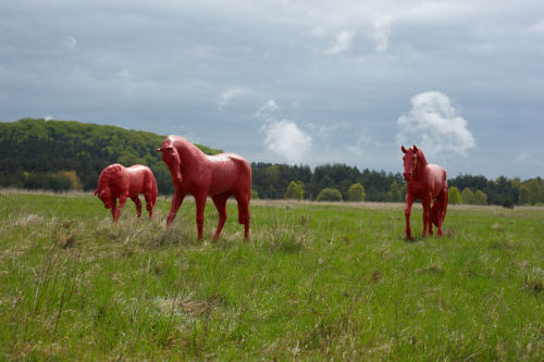 koně v přírodě