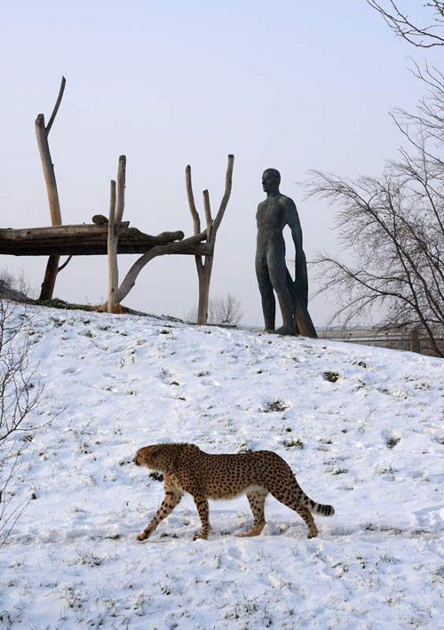 Pasteci gepardů - ZOO PRAHA